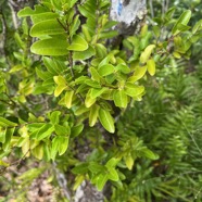 15. Grangeria borbonica Bois de punaise Chrysobalanaceae Endémique La Réunion, Maurice IMG_9476.JPG.jpeg